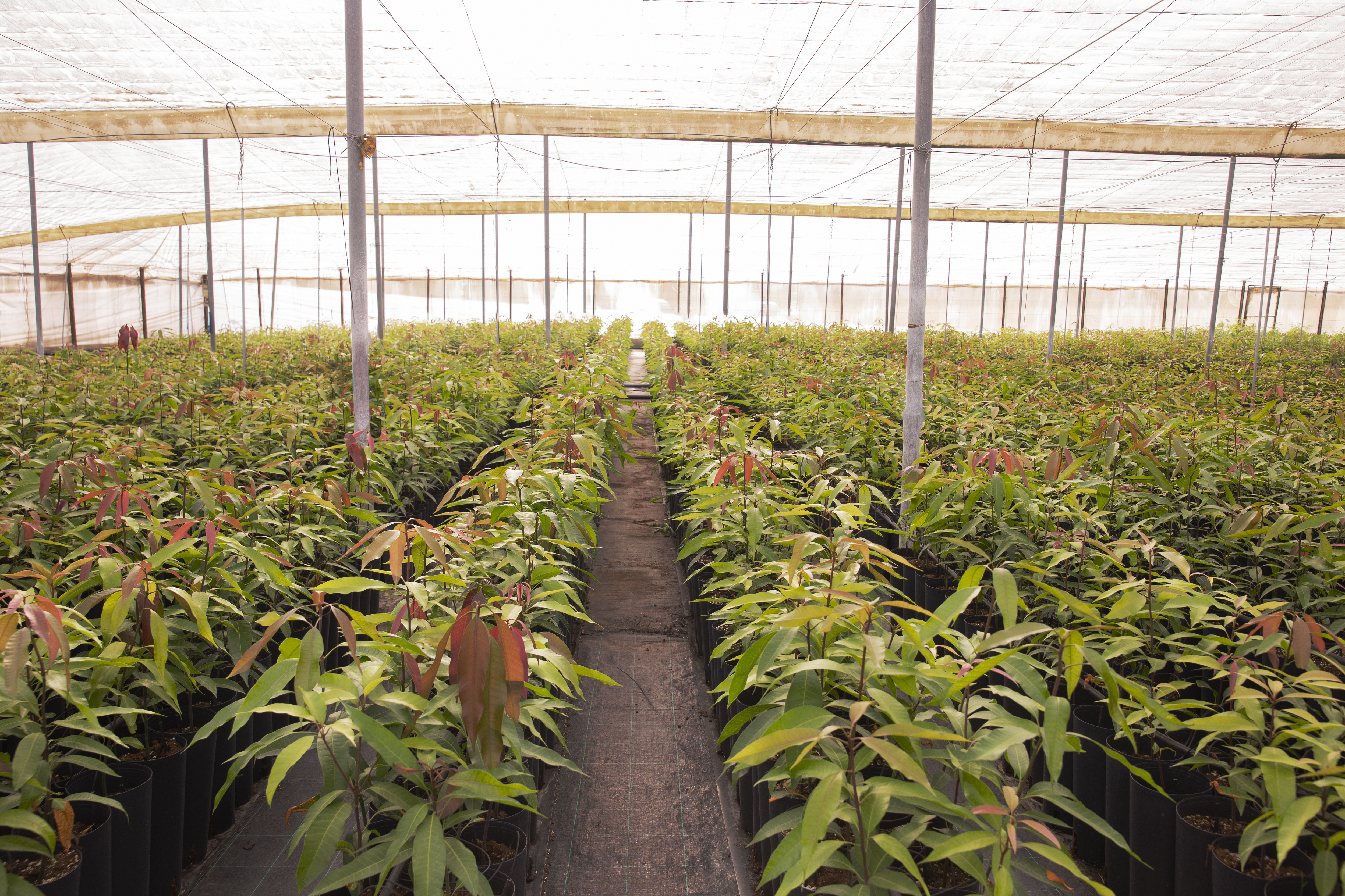 Buying a Remediated Grow Op Property in Nanaimo